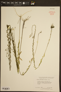 Linum floridanum image