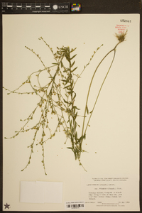 Linum medium image