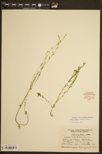 Linum medium image