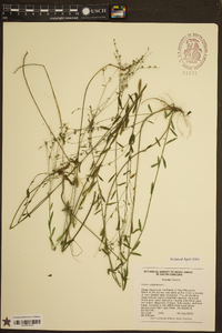 Linum virginianum image