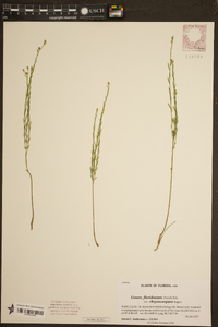 Linum floridanum image