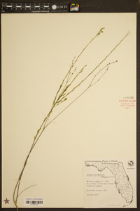 Linum floridanum image