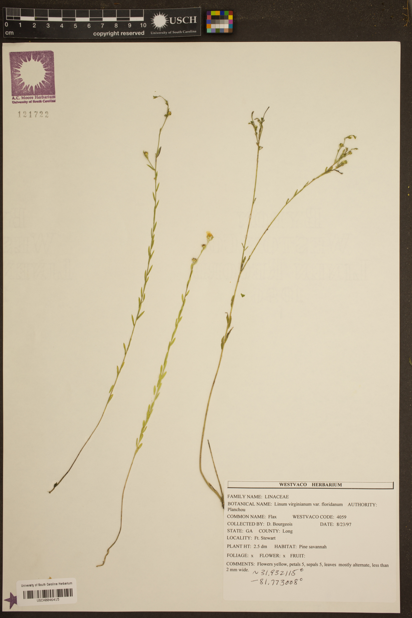 Linum virginianum var. floridanum image