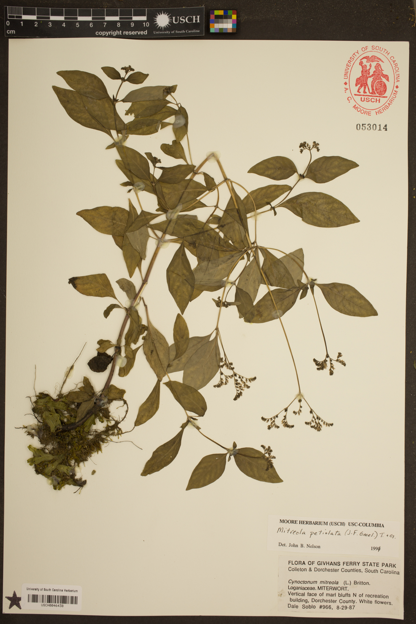 Mitreola petiolata image