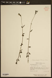 Cynoctonum mitreola image