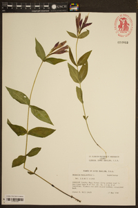 Spigelia marilandica image