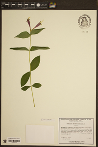 Spigelia marilandica image