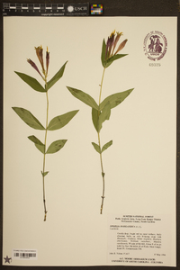 Spigelia marilandica image