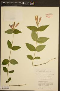 Spigelia marilandica image