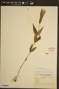 Spigelia marilandica image