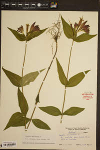 Spigelia marilandica image