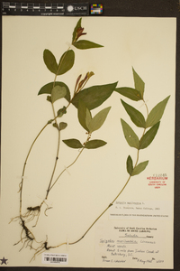 Spigelia marilandica image