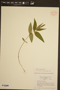 Spigelia marilandica image