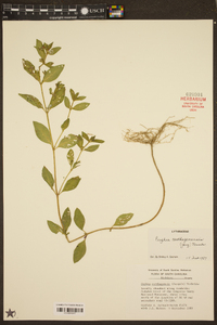 Cuphea carthagenensis image
