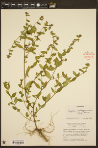 Image Associated With the Occurence
