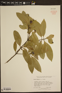 Persea borbonia image