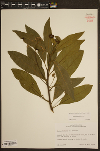 Persea borbonia image