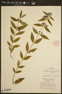 Magnolia virginiana image