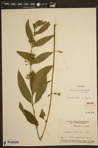 Magnolia virginiana image