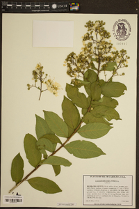 Lagerstroemia indica image