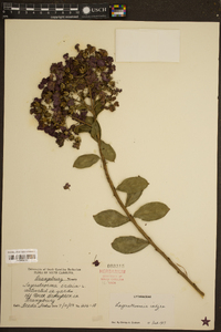 Lagerstroemia indica image