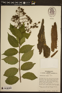 Lagerstroemia fauriei image