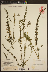 Lythrum virgatum image