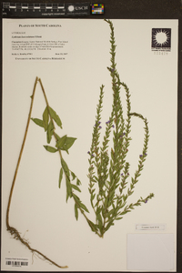 Lythrum lanceolatum image