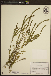 Lythrum lineare image