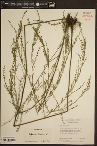 Lythrum lineare image