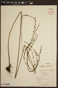 Lythrum lineare image