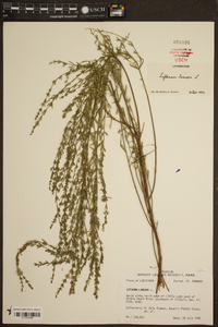 Lythrum lineare image