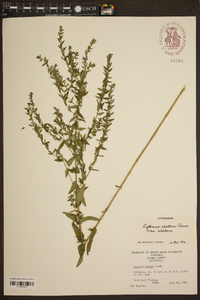 Lythrum alatum var. alatum image