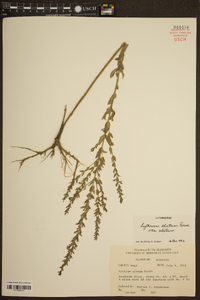 Lythrum alatum var. alatum image