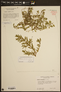 Rotala ramosior image