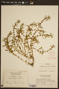 Rotala ramosior image