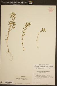 Rotala ramosior image