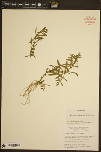 Rotala ramosior image