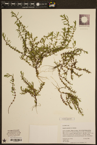 Rotala ramosior image