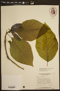 Magnolia acuminata image