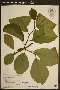 Magnolia acuminata image