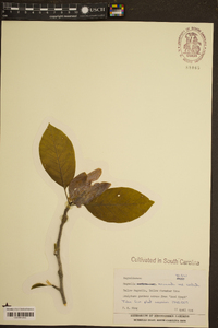 Magnolia acuminata var. cordata image