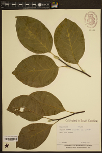 Magnolia acuminata var. cordata image