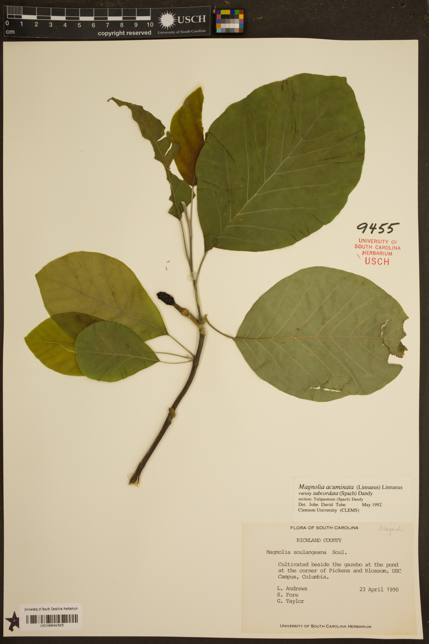 Magnolia acuminata var. subcordata image