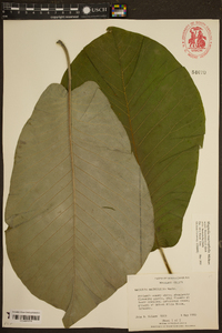 Magnolia macrophylla image