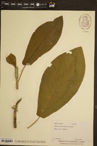 Magnolia macrophylla image