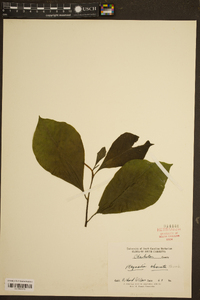 Magnolia obovata image