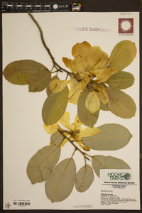 Magnolia maudiae image