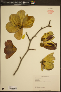 Magnolia soulangeana image