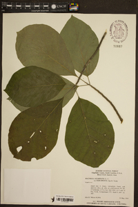 Magnolia acuminata image